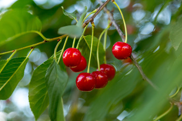 Several cherries on a tree branch red and ripe. Authentic farm series. Soft Focus.