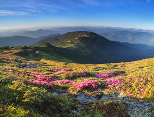 Fototapeta na wymiar Panoramic view in lawn with rhododendron flowers. Mountains landscapes. Concept of nature rebirth. Save Earth. Amazing summer day. Location Carpathian, Ukraine, Europe.