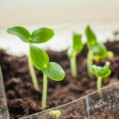 Group of young green rising sprouts closeup, ecology, cultivation, home agriculture, horticulture concept