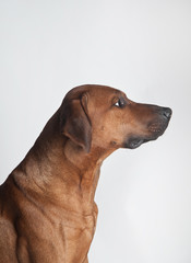 Rhodesian Ridgeback isolated on a white background