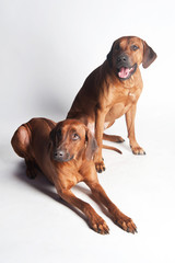 Two Rhodesian Ridgebacks isolated on a white background