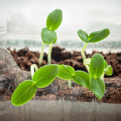 Naklejka premium Seedling are growing out from soil with organic compost fertilizer, ecology, cultivation, agriculture, horticulture concept
