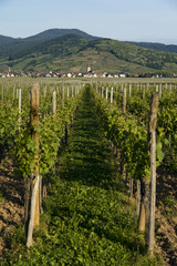 Fototapeta na wymiar Vineyards and villages along the Wine Route Alsace. Haut-Rhin, France