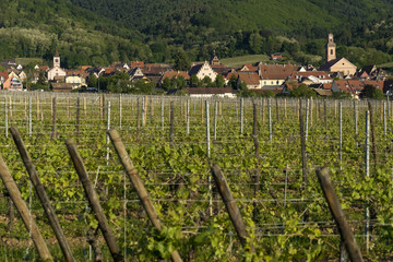 Vineyards and villages along the Wine Route Alsace. Haut-Rhin, France