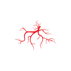 human veins, red blood vessels design and arteries Vector illustration isolated