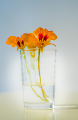 Flowers in a Vase Sunlight Orange Table Room