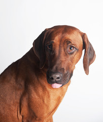 Obraz premium Rhodesian Ridgeback isolated on a white background