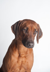 Rhodesian Ridgeback isolated on a white background