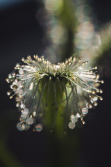 sundew plant close up 