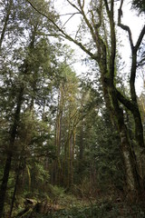 Fototapeta premium Trees in the coastal rain forest