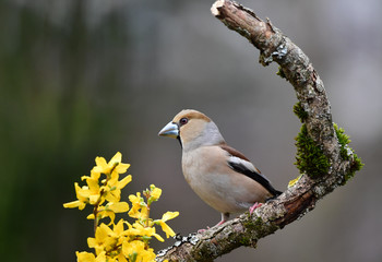 Kernbeisser Weiblich