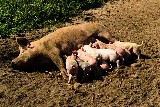 Leit&otilde;es - hora do lanche