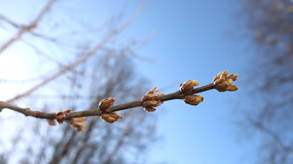 The first gentle leaves and buds against the blue sky. Selective soft focus. Spring concept. Banner.