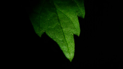 Macro Photography of Green leaf at night with low key effect