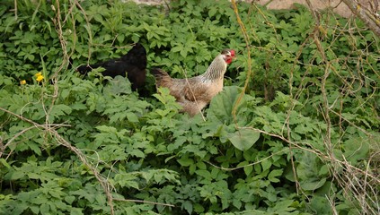 Lone chicken pockmarked walks in the green thickets of a village garden