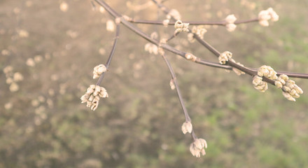 The first spring gentle leaves, buds and branches. Selective soft focus. The concept of spring, warming and changing seasons.