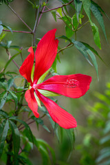 Flower in a Forest - Vertical Picture
