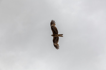 A falcon flies in the sky looking for prey over the Altai Mongolian mountains.