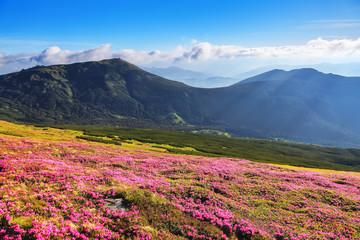 Fototapeta na wymiar The bushes of pink rhododendron flowers on the mountain hill. Concept of nature rebirth. Summer scenery. Blue sky with cloud. Location Carpathian, Ukraine, Europe. Wallpaper colorful background.