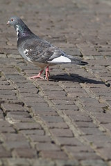 Taube