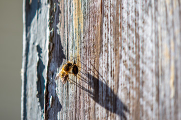 Mason Bee Investigating a Nail Hole in Weathered Wood