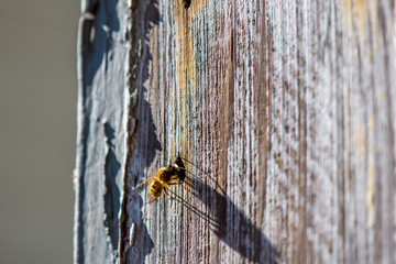 Fototapeta premium Mason Bee Investigating a Nail Hole in Weathered Wood