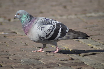 Taube