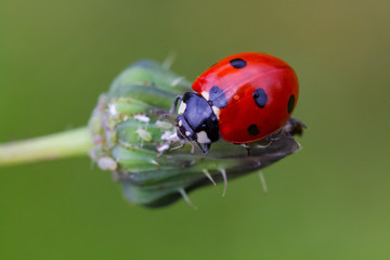 ladybug on leaf