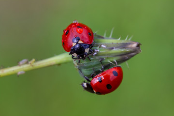 ladybug on leaf