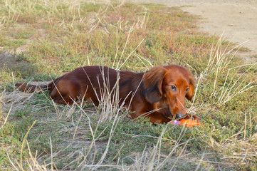 the dog is playing ball	