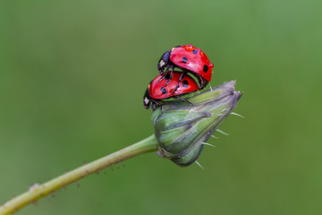 Ladybugs making love on a green twig