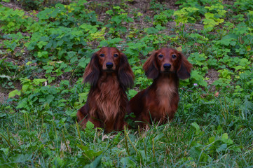 cute puppy dachshund 