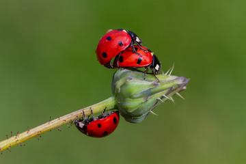 Ladybugs making love on a green twig