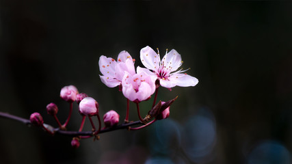 Spring flower background - Pink beautiful blooming cherry blossoms and bokeh on black dark...