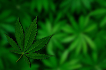 cannabis green leaf on a dark background of marijuana plants,place for text