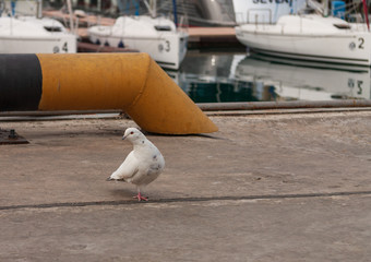 White dove with one paw on the pier in the port