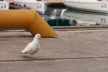 White dove with one paw on the pier in the port