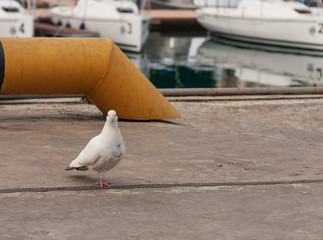 White dove with one paw on the pier in the port