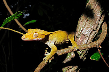 Crested gecko / Neukaledonischer Kronengecko (Correlophus ciliatus / Rhacodactylus ciliatus) - Île des Pins, New Caledonia / Neukaledonien  - obrazy, fototapety, plakaty