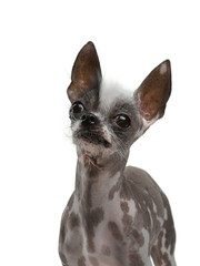 funny dog on a white background. A mixture of Chinese crested. Cool pet