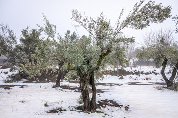 Field of snow-covered olive trees in Spain during winter.