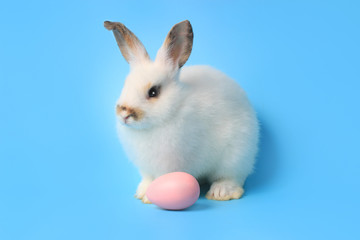 Happy white bunny rabbit with painted pink Easter egg on blue background. Celebrate Easter holiday and spring coming concept.