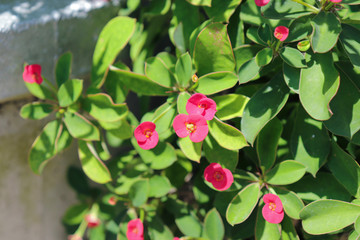Obraz premium Euphorbia milii in the garden.