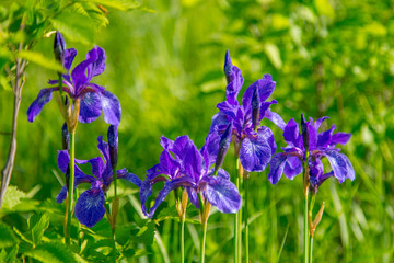 wild flowers irises on a blurred green grass background
