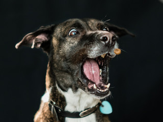 Chien attrapant une croquette