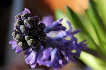 beautiful purple geocint fragrant flower