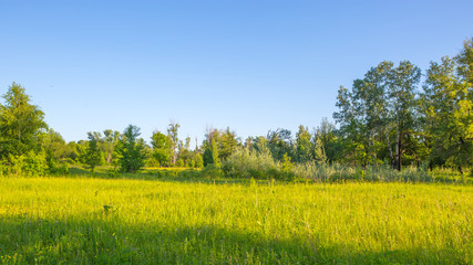 meadow at sunset in the evening in summer