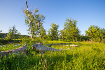 meadow at sunset, in the foreground old logs