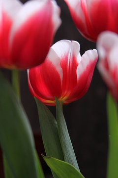 beautiful red-white tulips on a black background photo for advertising and text