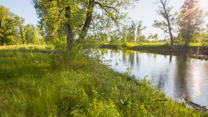 lake and its shores with bushes and trees in the afternoon on a sunny day